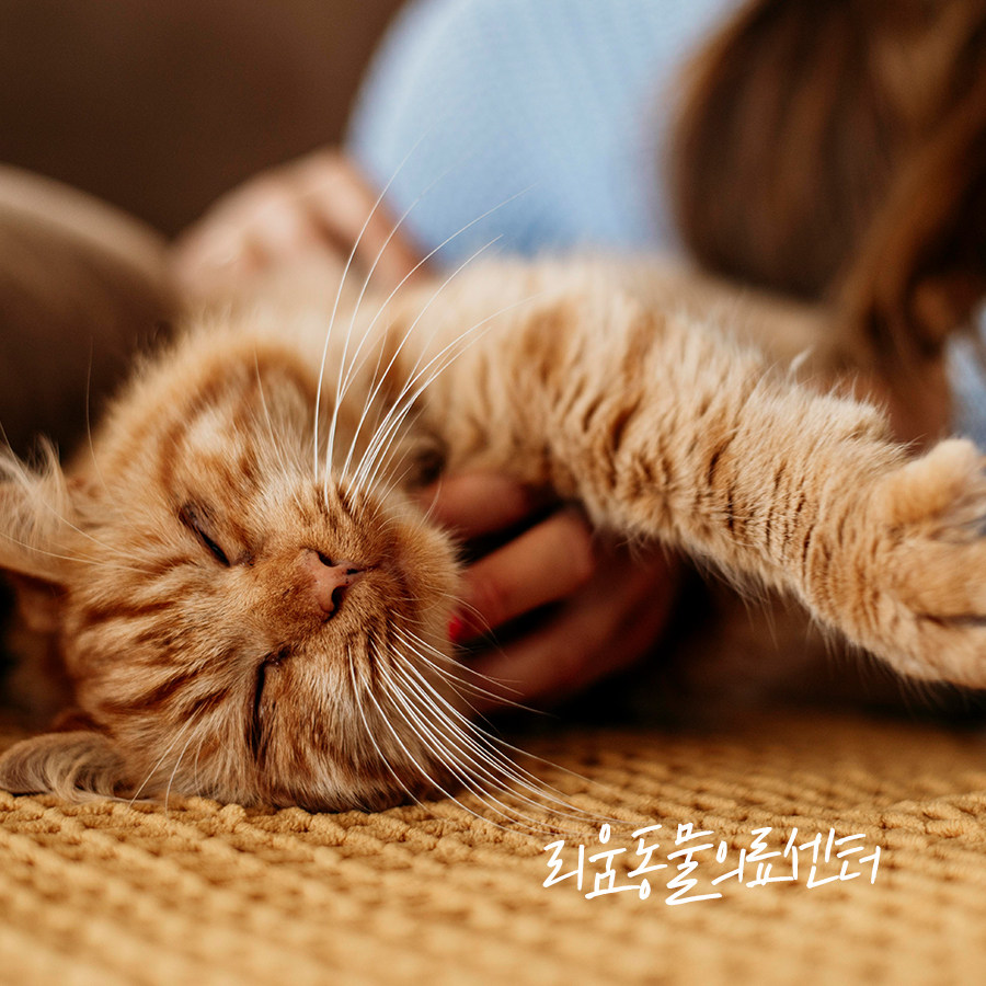송파 고양이 골절 수술 후기: 낙상 후 경골 골절 회복 과정 — 사진 4