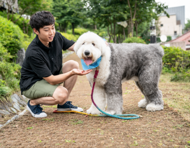 강동 애견미용학원, 가정견 실습으로 창업 준비! — 사진 3