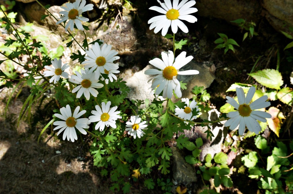 달밭골명품마을 이미지