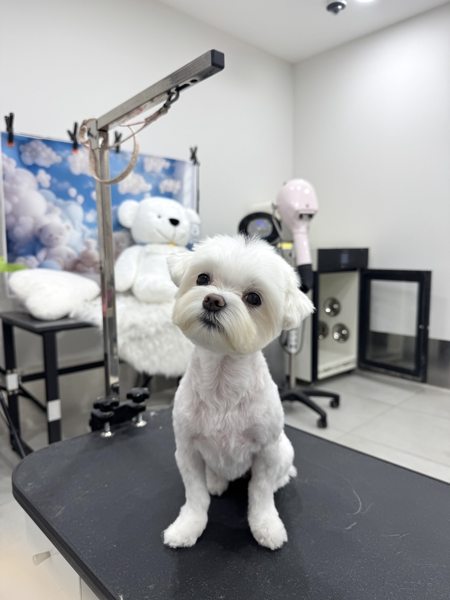 말티즈 미용, 편안하게 받고 왔어요 (서초/강남) — 사진 8