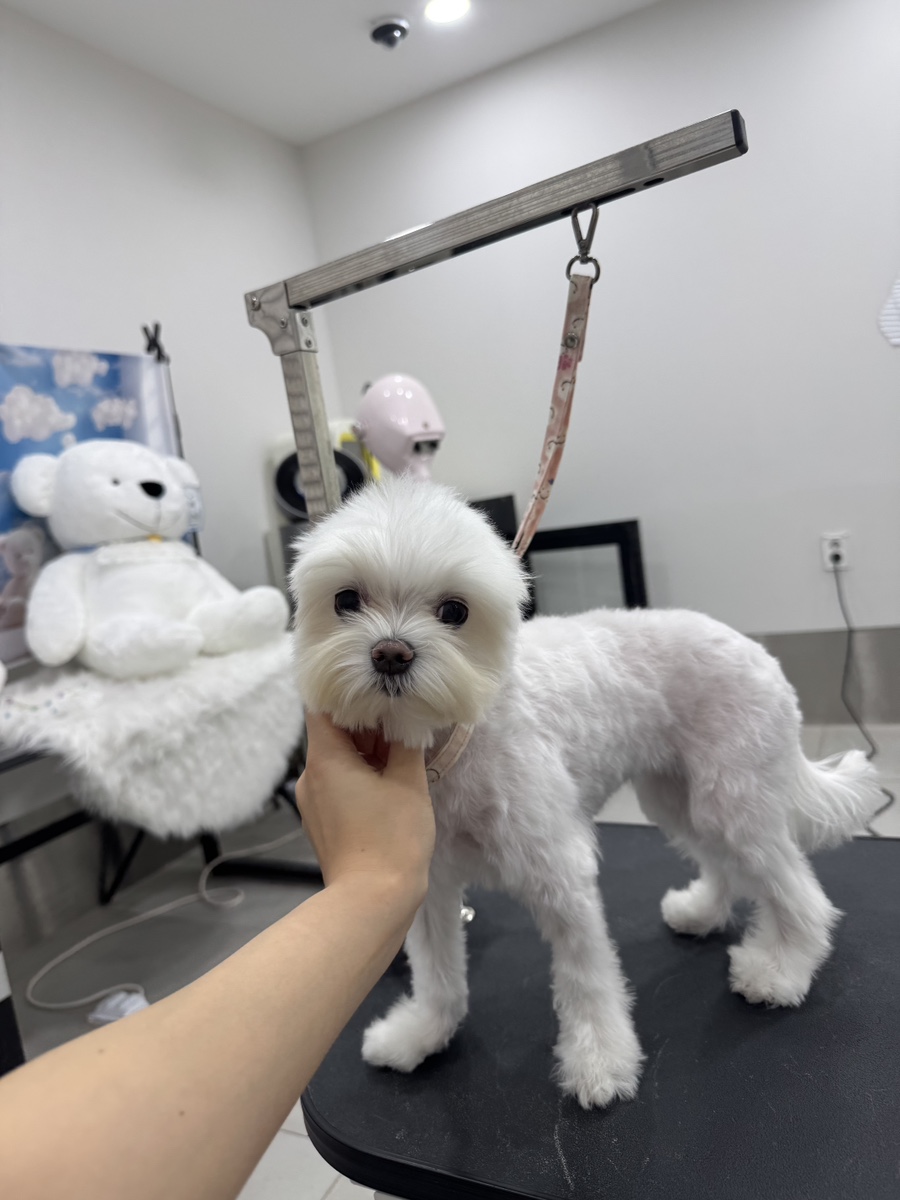 말티즈 미용, 편안하게 받고 왔어요 (서초/강남) — 사진 7