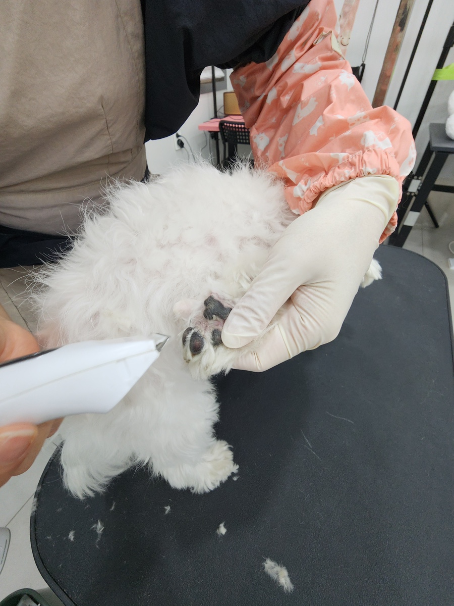말티즈 미용, 편안하게 받고 왔어요 (서초/강남) — 사진 4
