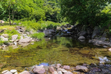 바위집염소 이미지