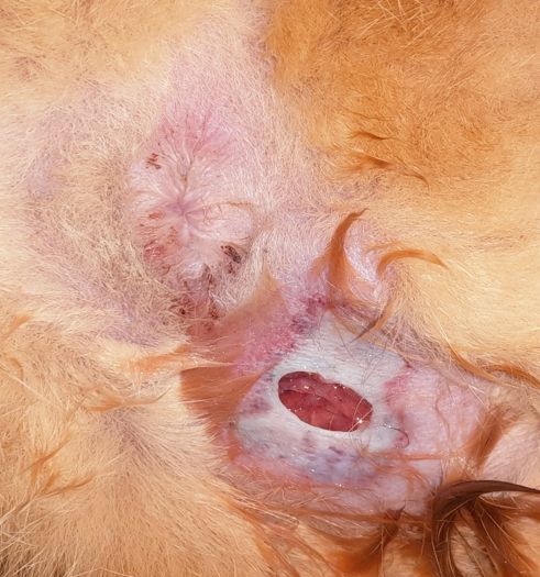 서초 고양이 항문낭 파열, 수술 없이 치료 가능한가요? — 사진 3
