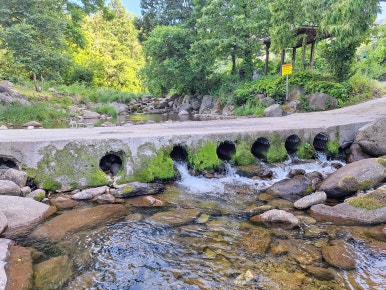 바위집염소 이미지