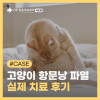 서초 고양이 항문낭 파열, 수술 없이 치료 가능한가요?