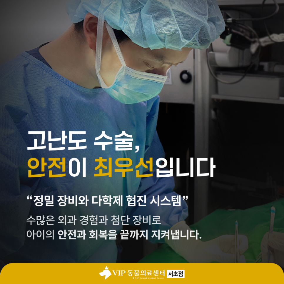 강아지 기관지염 기침 증상, 서초 VIP 동물병원 치료 후기 — 사진 6
