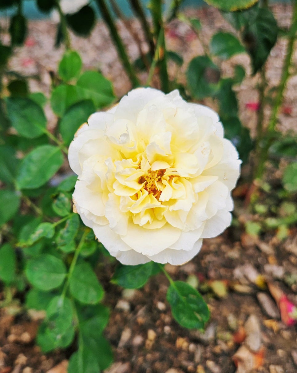 프리랜서 크리에이터 계약서