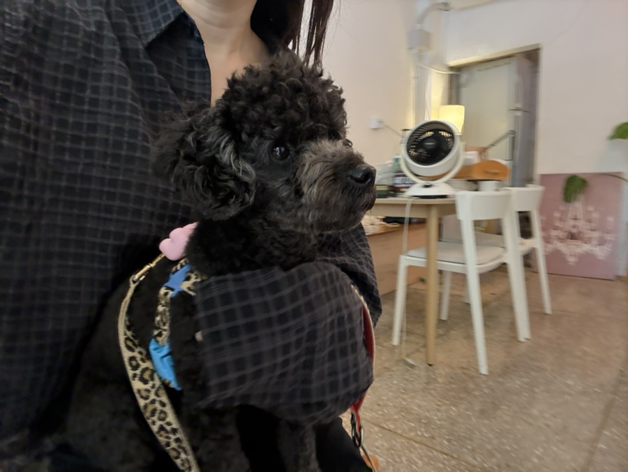 영등포 애견동반카페 빛톤커피, 강아지와 함께하는 감성 브런치 — 사진 5