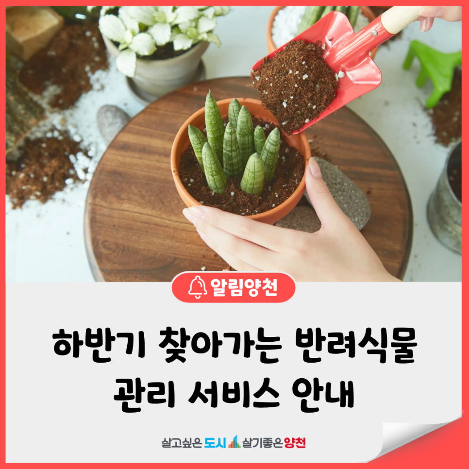 브로콜리 지역정보 관련 사진 2