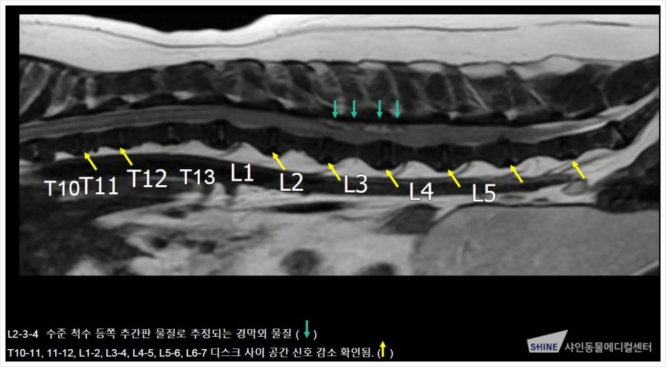 강아지 디스크 수술 후지마비 치료, 송파 샤인동물병원 — 사진 4