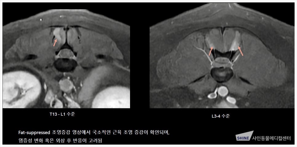 강아지 디스크 수술 후지마비 치료, 송파 샤인동물병원 — 사진 6