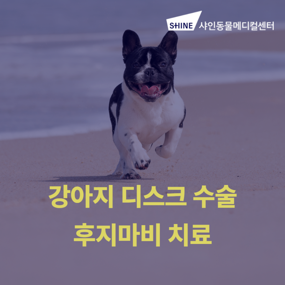 강아지 디스크 수술 후지마비 치료, 송파 샤인동물병원 — 사진 1