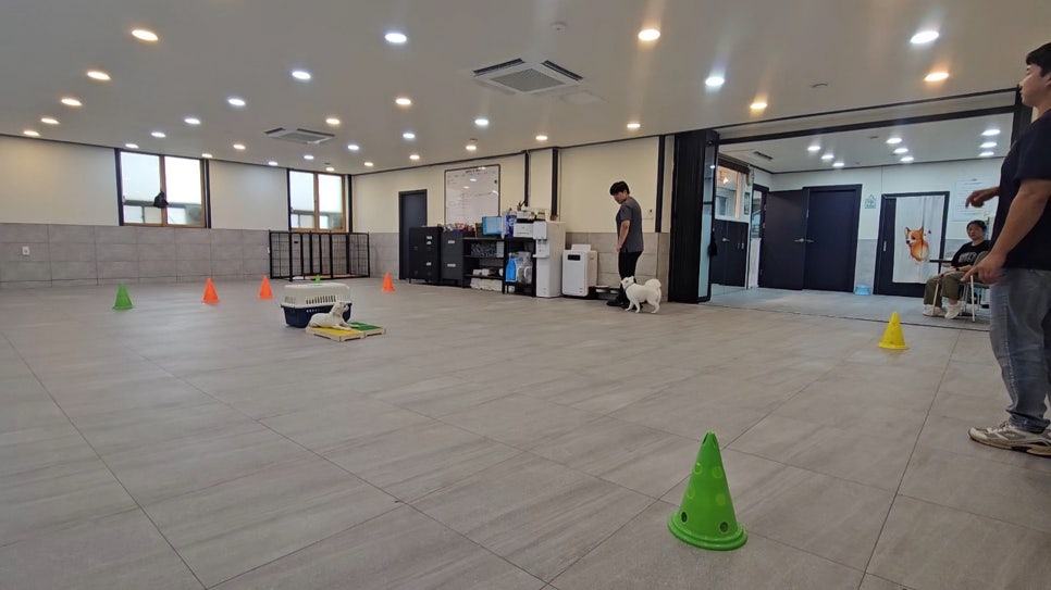 판교 분당 위탁교육, 강아지 문제행동 교정 및 대회 준비 — 사진 5