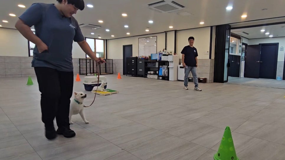 판교 분당 위탁교육, 강아지 문제행동 교정 및 대회 준비 — 사진 6