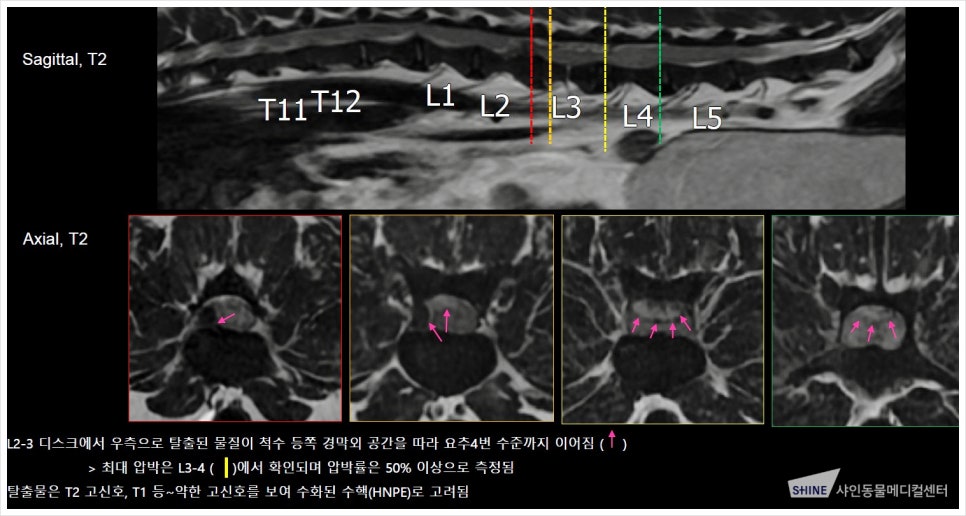 강아지 디스크 수술 후지마비 치료, 송파 샤인동물병원 — 사진 5