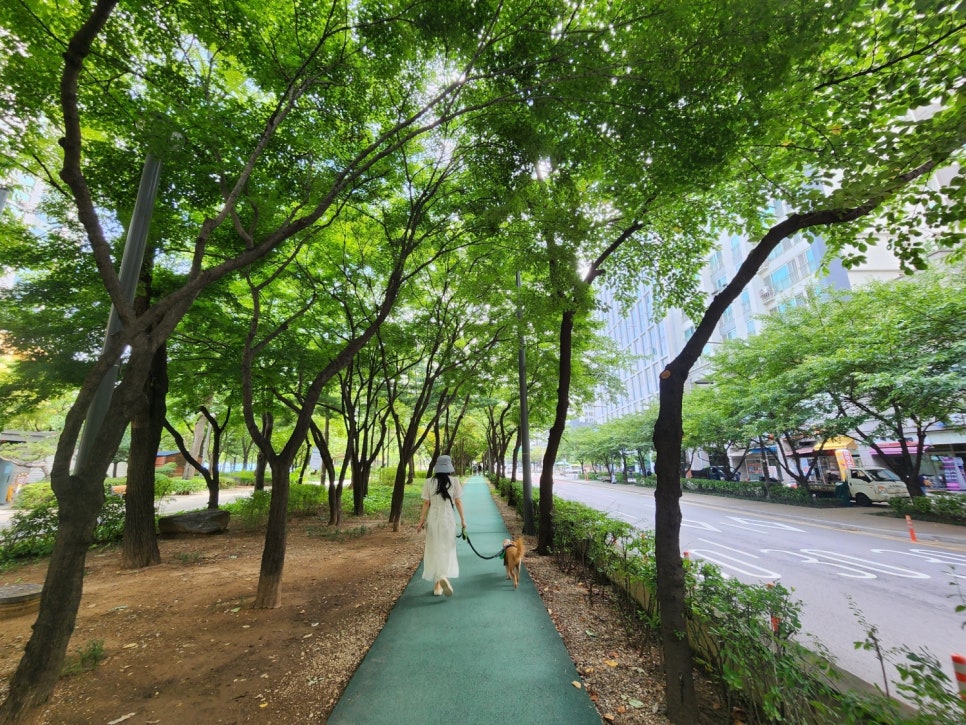 브로콜리 지역정보 관련 사진 13