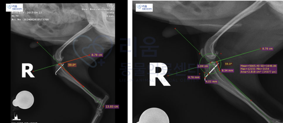 요크셔테리어 전십자인대 파열 TPLO 수술 비용 및 회복 과정 — 사진 7