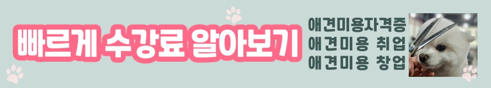 노원애견미용학원, 타 학원과 다른 진짜 차별점은? — 사진 12