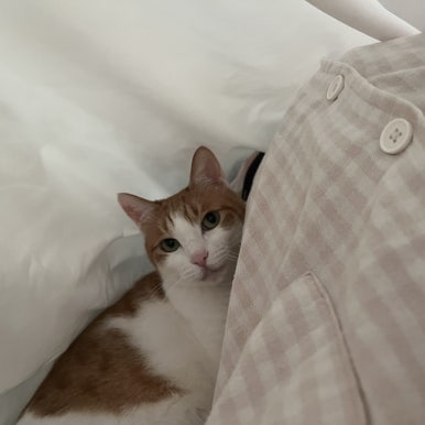 정훈이불 이미지