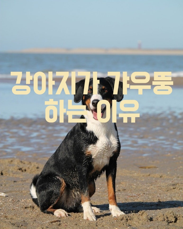 강아지가 갸우뚱 하는 이유