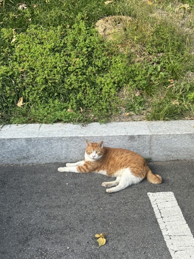 대감마님두부 이미지