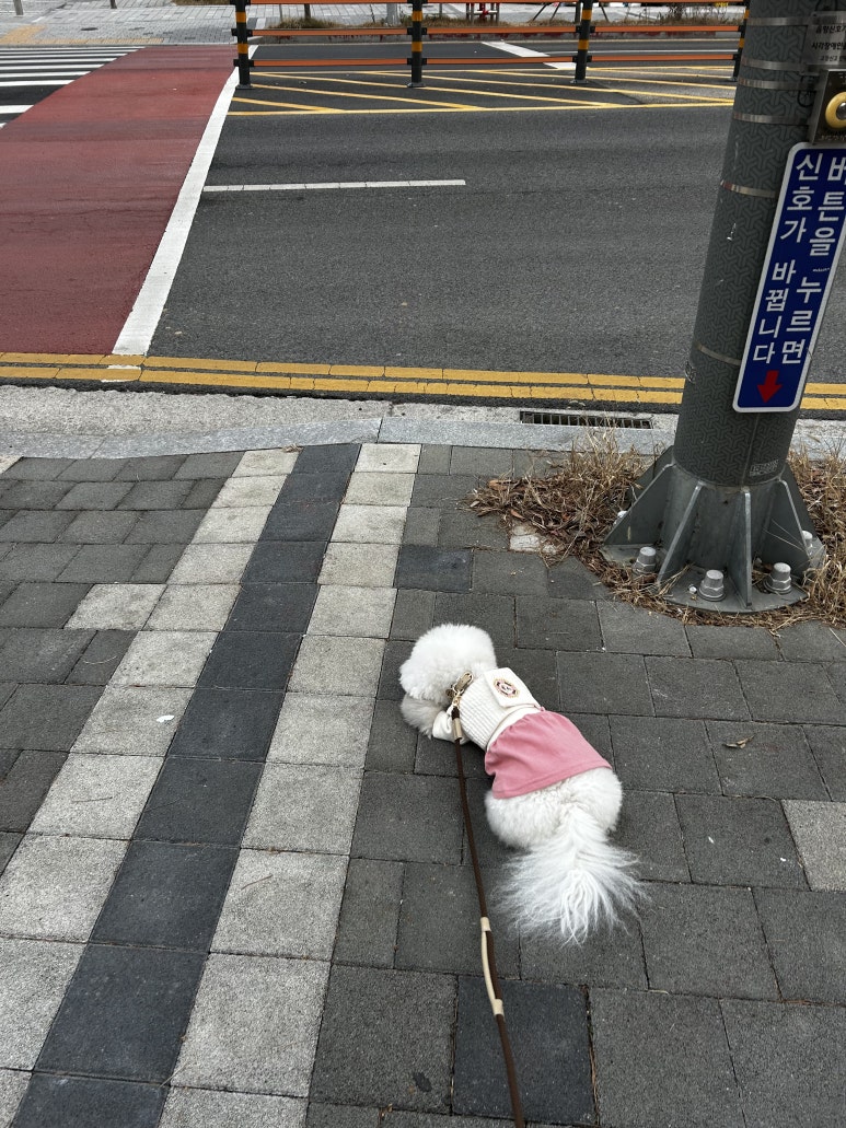 라온포토제닉 이미지