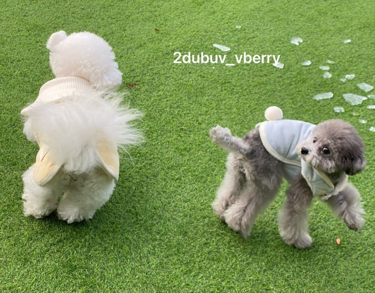토들리 이미지