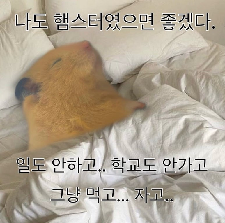 빠빠 이미지