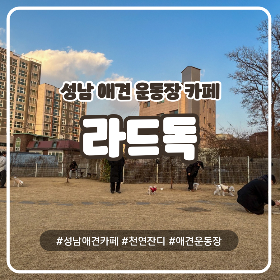 성남 애견 카페 라드독: 천연 잔디 운동장 후기