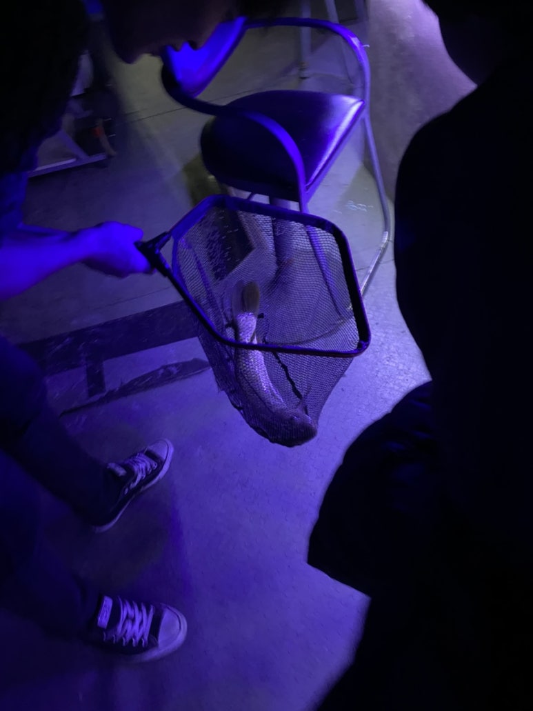 보드타는물고기 이미지