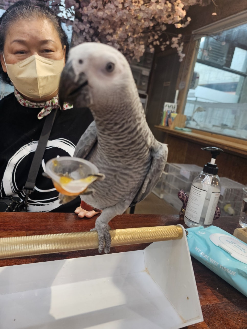 앵무세상 이미지
