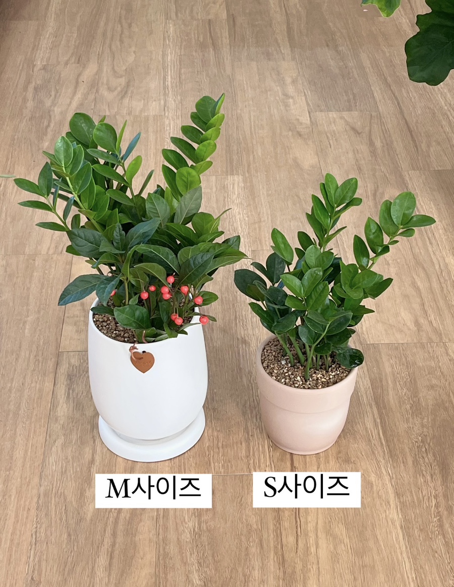 라플라너리 이미지