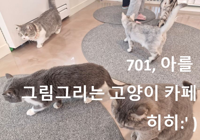 701아를고양이카페(cat in the art) 이미지