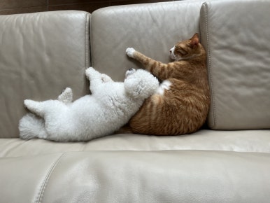 당근Story 이미지