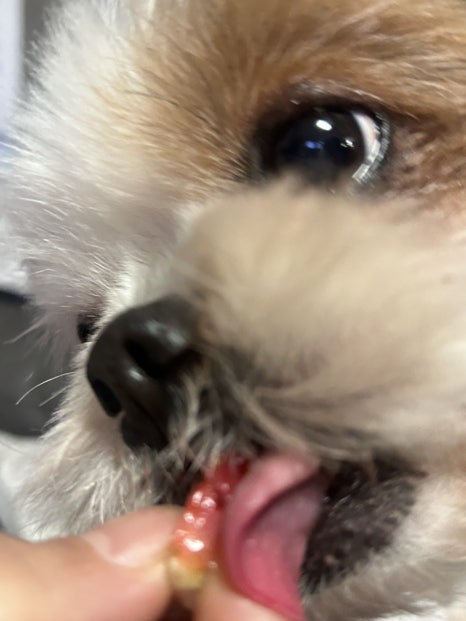 오푸푸 이미지