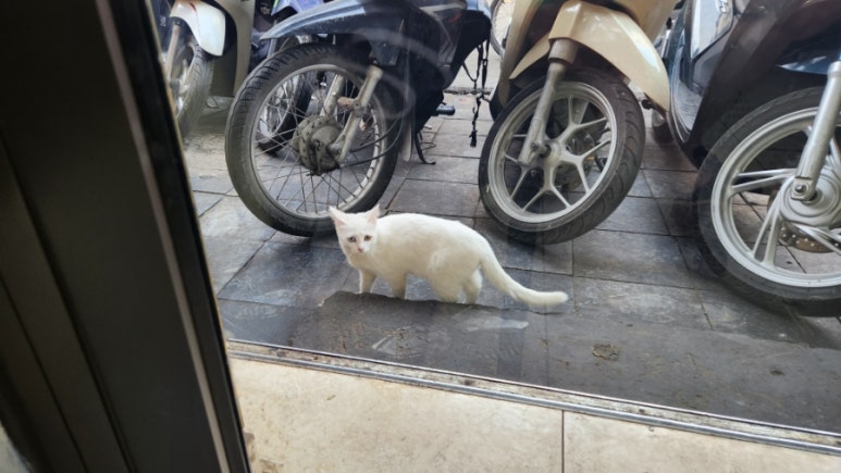 오드바버샵 이미지