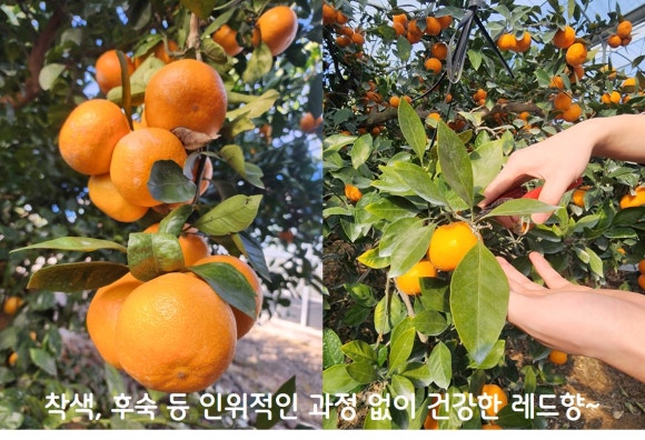 레드향 이미지