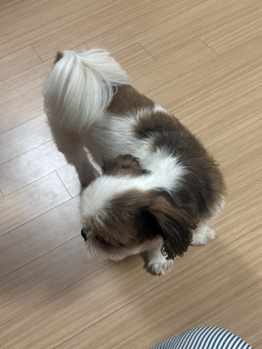 오푸푸 이미지