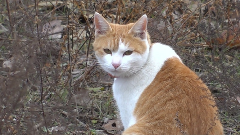 복덩이복권 이미지