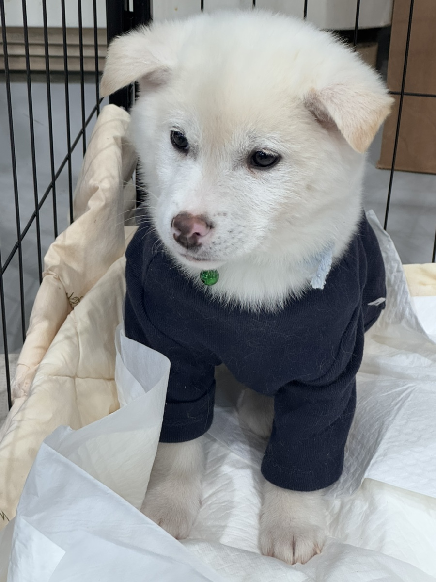 포레스트12 이미지
