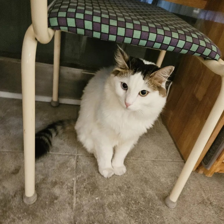 카페조쉬 이미지
