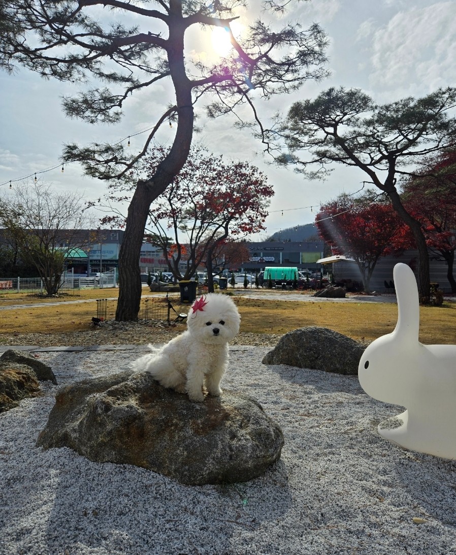 디그르르 이미지
