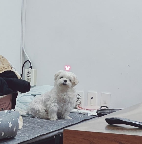 제주접작뼈국 이미지