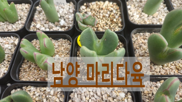 마리다육 이미지