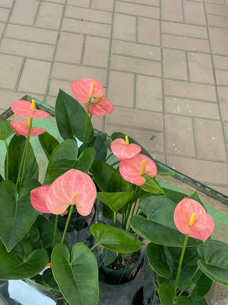 오소플라워 이미지