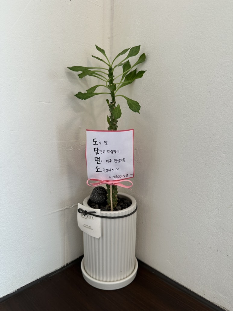 도단도단 이미지