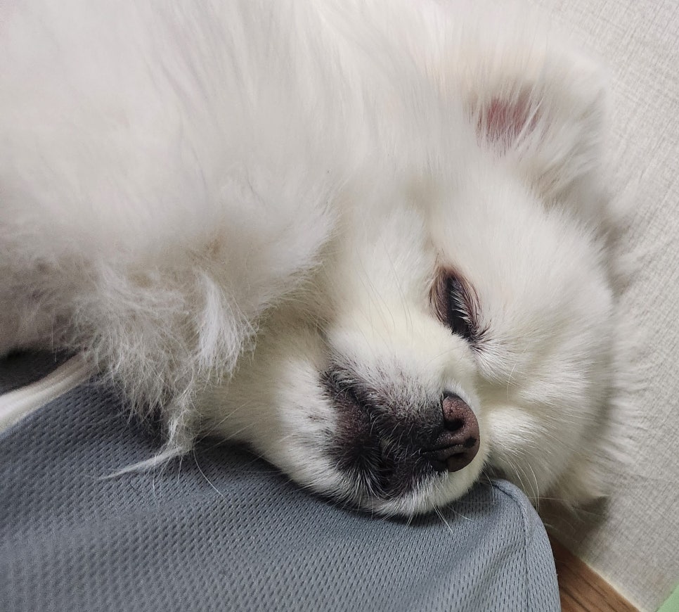 나인독스 이미지