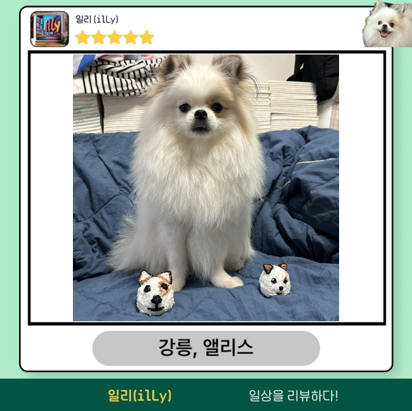 강릉;앨리스 이미지