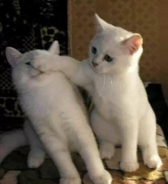 12로그 이미지